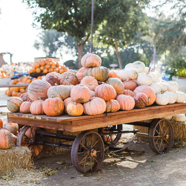 Mahogany + Pumpkin Candle